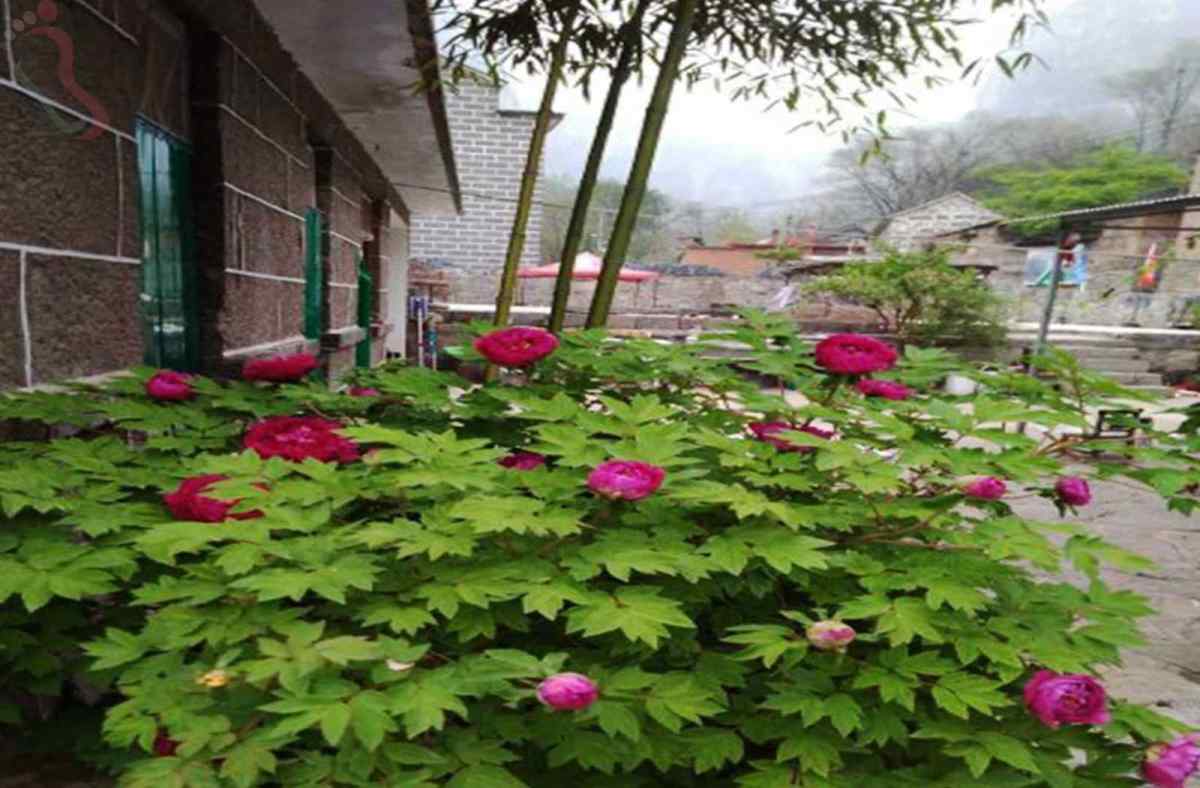 齐王寨景区8号农家院·河南辉县·望景台(河南省新乡市辉县市)客房实拍第 2 张