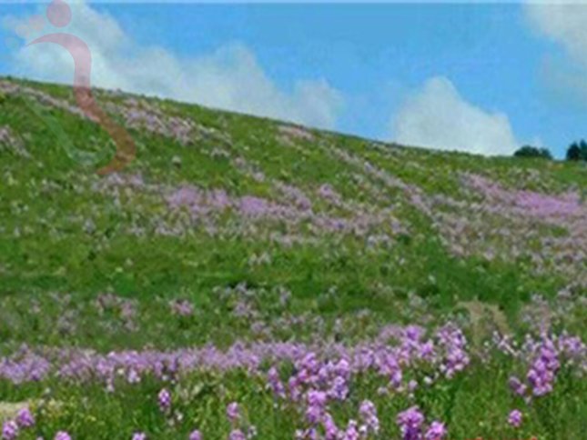 塞罕坝一亩三分地农家院·河北围场满族蒙古族·七星湖(河北省承德市围场满族蒙古族自治县)外观/院区实拍第 11 张